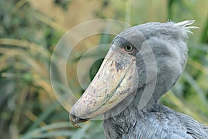 Shoebill stork