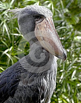 Shoebill stork 4