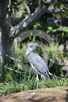 Shoebill stork