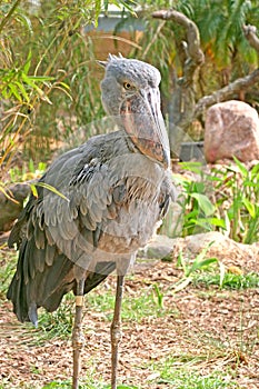 Shoebill Stork