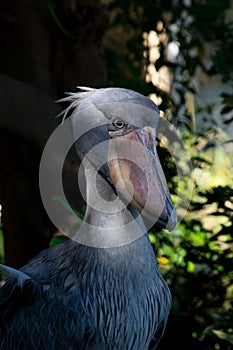 Shoebill stork #7
