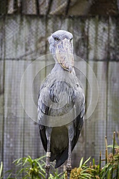 Shoebill Stork