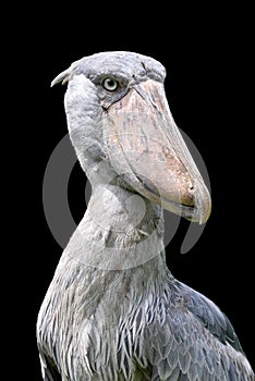 Shoebill stork Balaeniceps rex