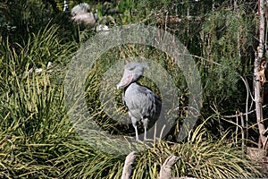 Shoebill Stork (Balaeniceps rex)