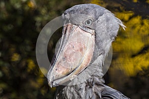 Shoebill Stork Balaeniceps rex