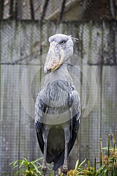 Shoebill Stork Head Left