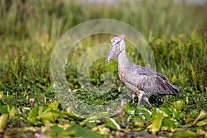 Shoebill Stork