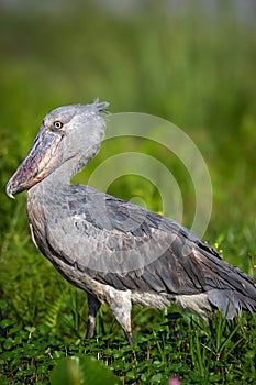 Shoebill Stork Uganda