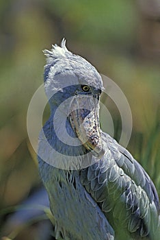 Shoebill Stork or Whale-Headed Stork, balaeniceps rex