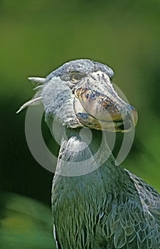 SHOEBILL STORK OR WHALE-HEADED STORK balaeniceps rex, PORTRAIT OF ADULT