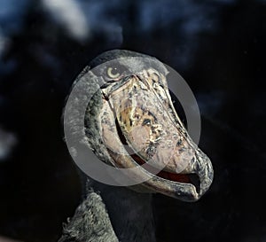 Shoebill stork at the window 1