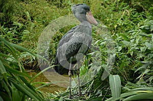 Shoebill in a swamp
