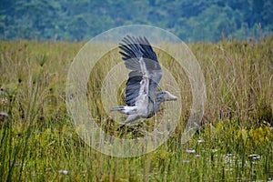 Shoebill taking flight from swamp photo