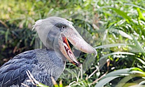 Shoebill, Whalehead