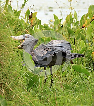 Shoebill in the Wild - Uganda, Africa