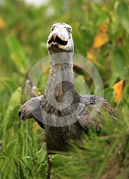 Shoebill in the Wild - Uganda, Africa