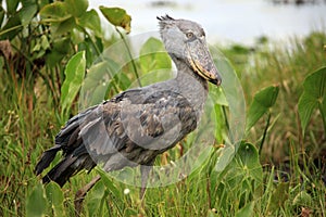 Shoebill in the Wild - Uganda, Africa photo