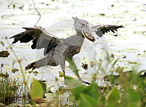 Shoebill in the Wild - Uganda, Africa