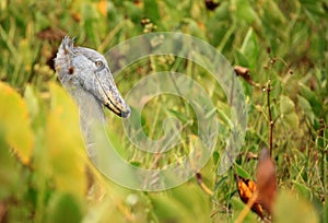 Shoebill in the Wild - Uganda, Africa