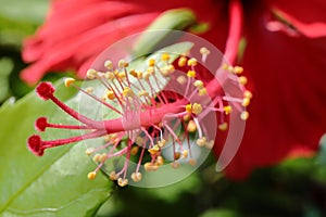 A shoeblackplant