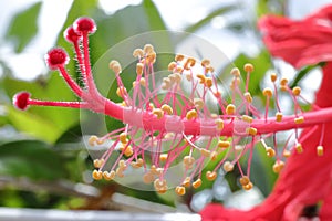 A shoeblackplant