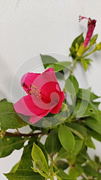 Shoeblackplant, Pink color hibiscus flower