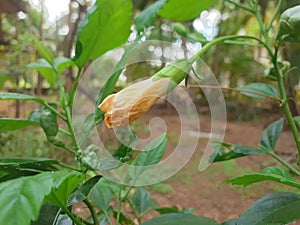 The Shoeflower bud