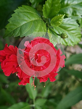 shoeflower red in the home garden