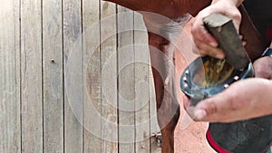 Shoeing a horse. Master farrier trimming and shoeing a horse. Copy space.