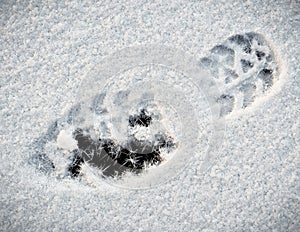 Shoeprint in snow photo