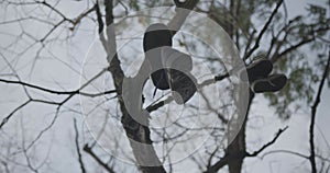 Shoes hanging from branches of tall tree