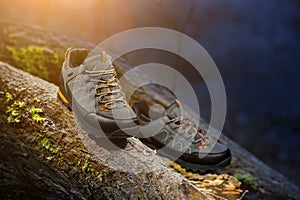 Shoes on the trunk of a lying tree covered with moss on a frosty evening. Trekking footwear for expeditions