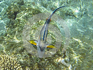 Shohal surgeon fish (Acanthurus sohal)