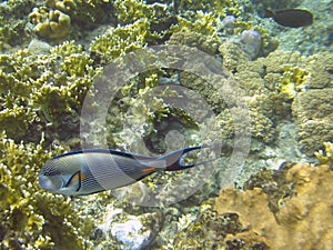 Shohal surgeon fish (Acanthurus sohal)