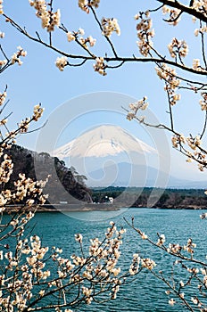 Shoji Lake, Mount Fuji, cherry blossom, Japan