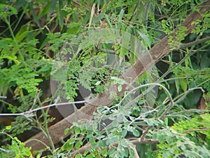 Shojna or Drumstick tree Moringa oleifera, family: Moringaceae is a fast-growing deciduous, medium-sized tree