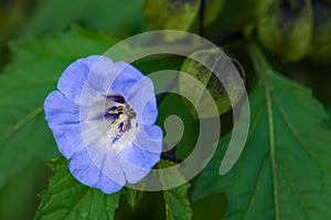 Shoo fly plant nicandra physalodes blue bell like flower