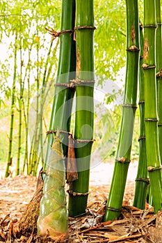 Shoot of Bamboo