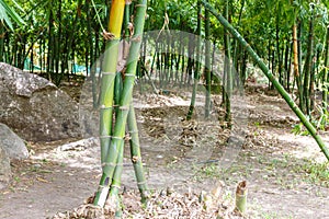 Shoot bamboo