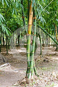 Shoot bamboo