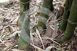 Shoot of Bamboo in the rain forest.  Bamboo sprout. young bamboo sprouts at agriculture bamboo farm.