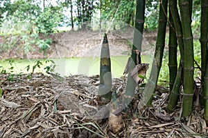 Shoot of Bamboo in the rain forest.  Bamboo sprout. young bamboo sprouts at agriculture bamboo farm.