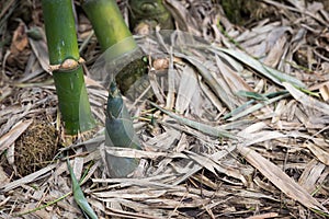 Shoot of Bamboo in the rain forest.  Bamboo sprout. young bamboo sprouts at agriculture bamboo farm.