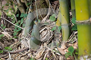 Shoot of Bamboo in the rain forest.  Bamboo sprout. young bamboo sprouts at agriculture bamboo farm.