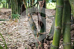 Shoot of Bamboo in the rain forest.  Bamboo sprout. young bamboo sprouts at agriculture bamboo farm.