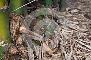 Shoot of Bamboo in the rain forest.  Bamboo sprout. young bamboo sprouts at agriculture bamboo farm.