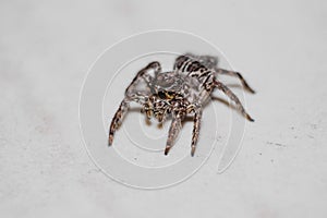 Shoot of Close up spider