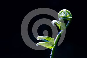 Shoot of fern uncurling