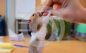 A hamster eating nuts