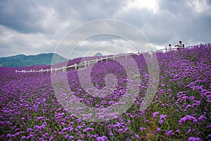 Shoot in large lavender field